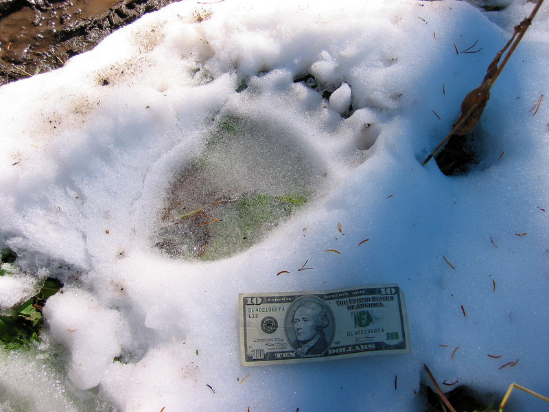 Illustration for article titled ​What Animal Tracks Mean For You
